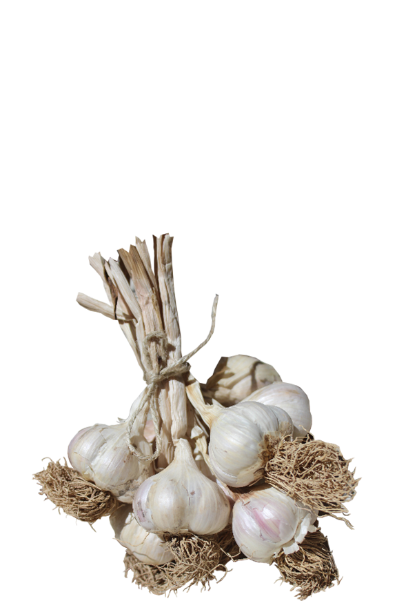 Orta Taşköprü Sarımsağı (3_4 cm)