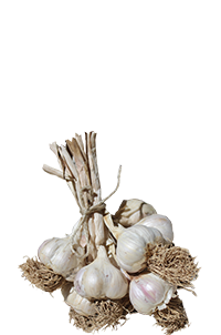 Duble İri Taşköprü Sarımsağı (5_6 cm)